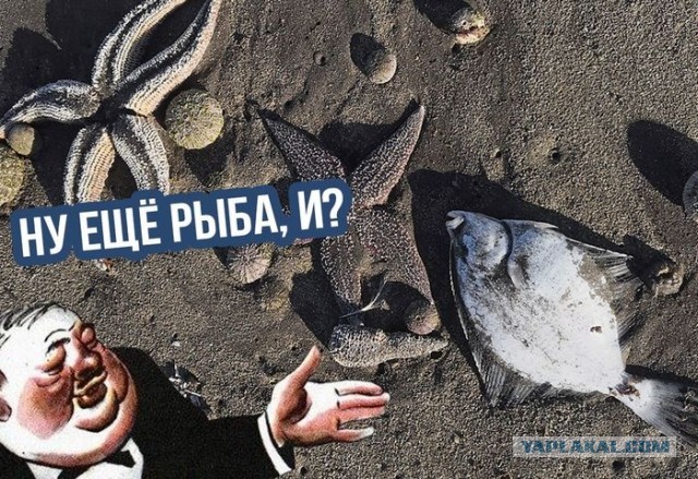 Ученые заявили о гибели 95% морских организмов в Авачинской бухте на Камчатке