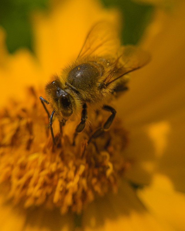 Лучше работы макросъемки Close-Up Photography Awards-2020