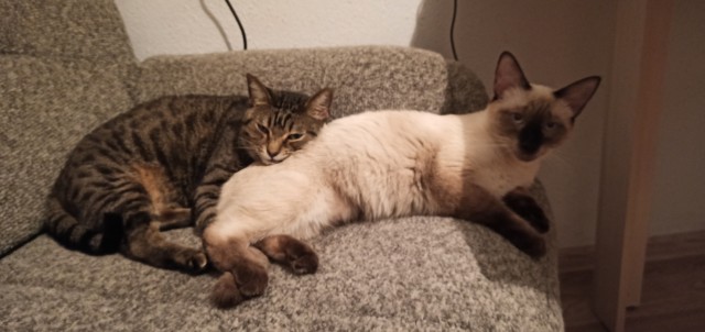 Котовторник 13.10.2020