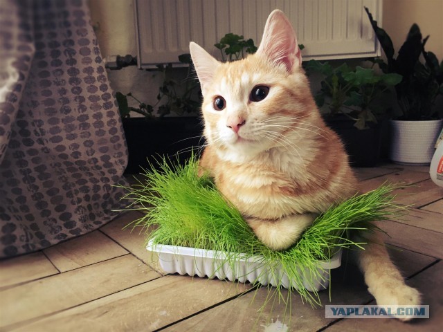 Моя красотка