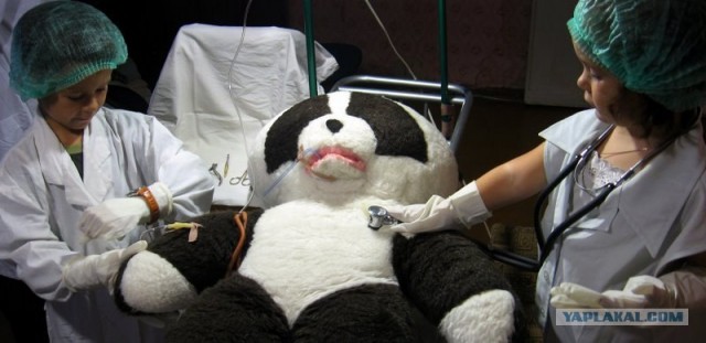 История одной панды, позитив! (10 фото)