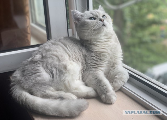 Котовторник!