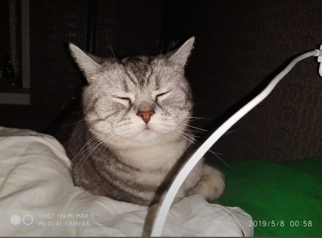 Вторник-кото