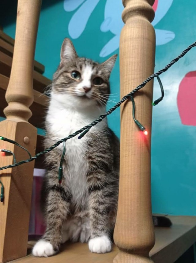 Котовторник же очередной