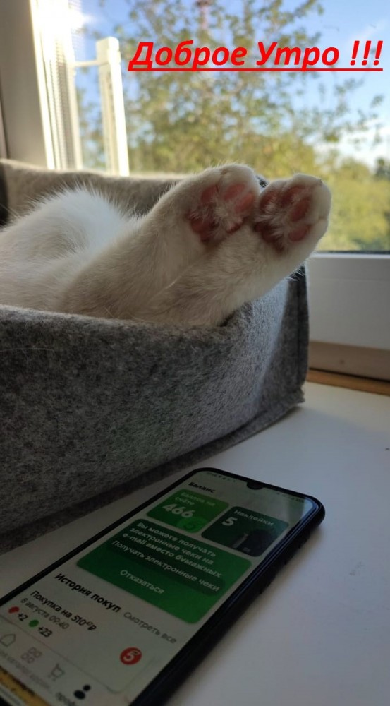 Котовторник (свои добавляем)