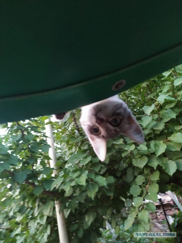 Последний котовторник лета