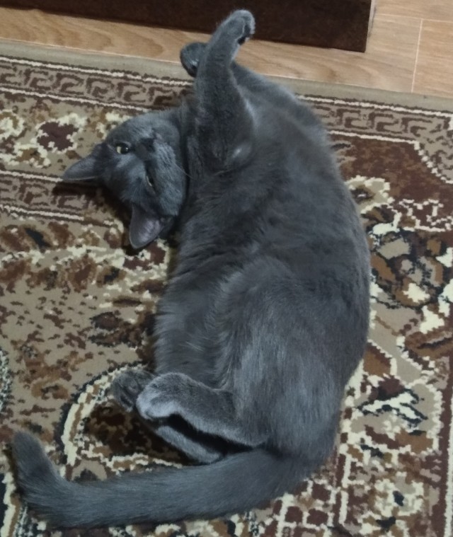 К котовторнику