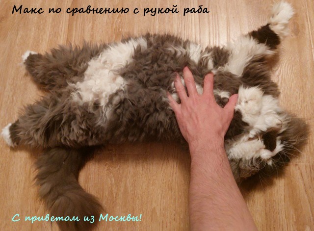 Жизнь домашнего приюта "Котоленд" 314