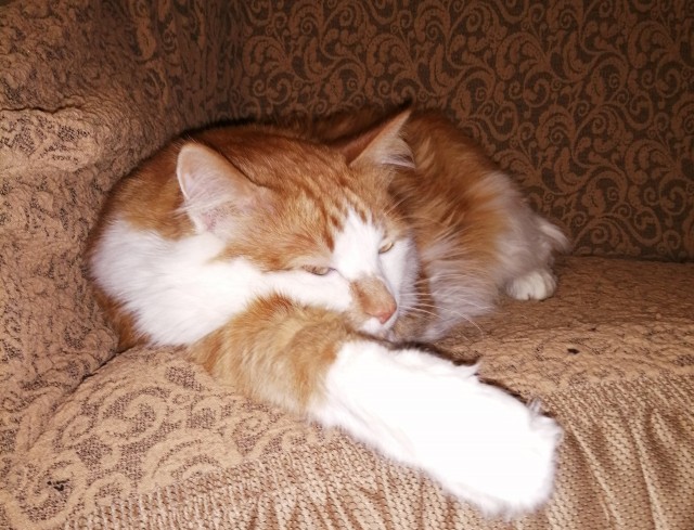 Кот, член семьи или кот тролль?