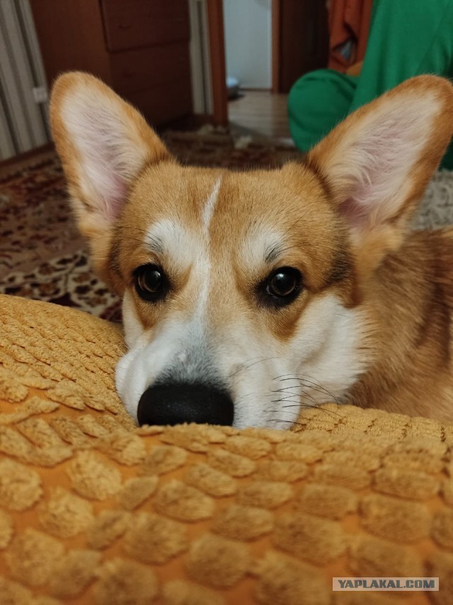 Просто мой пёс, которого я потерял