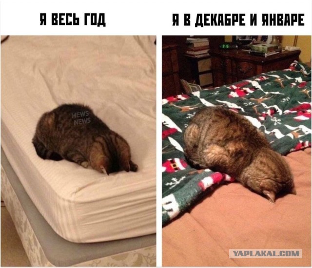 Веселые картинки и видосики