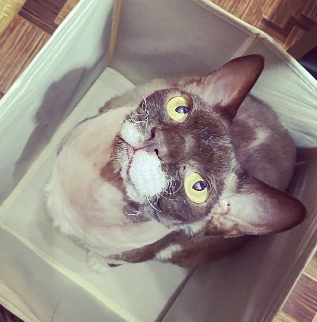 А что это мы котовторник не начинаем? Время пришло!