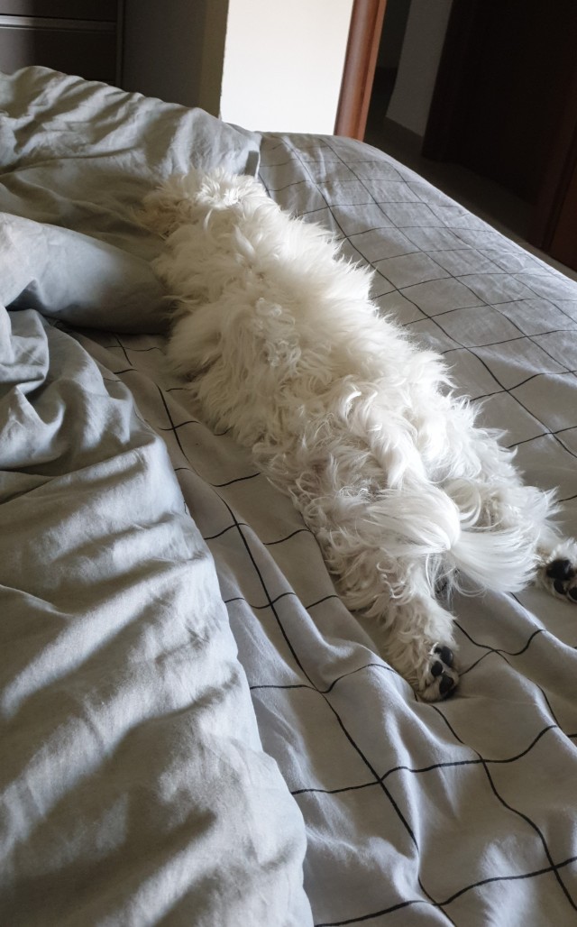 Собака сутулая наглядно...