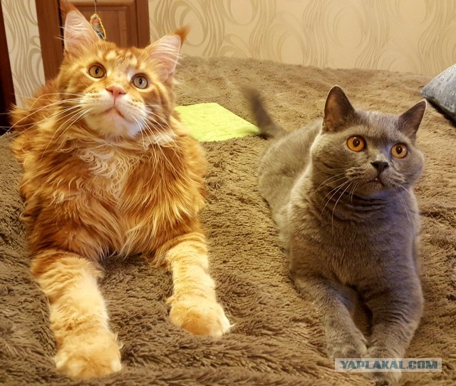 А вот и котовторник 24.05.2022