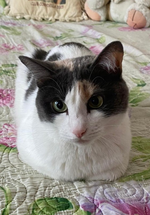 "Скатина"
