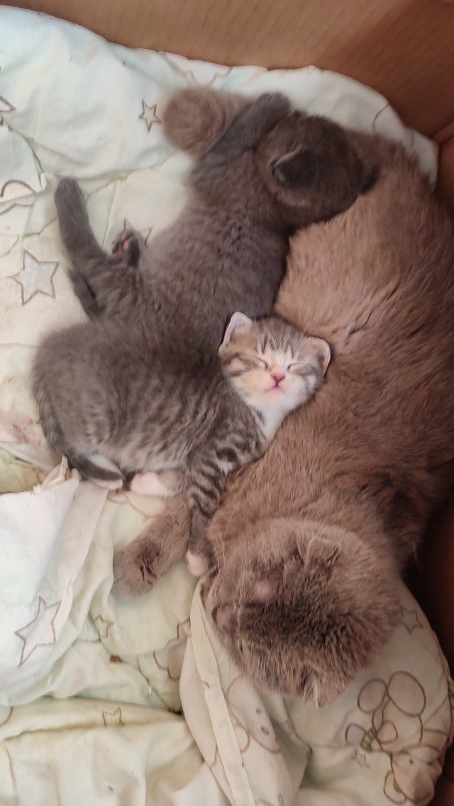 Котовторник 18.10.22