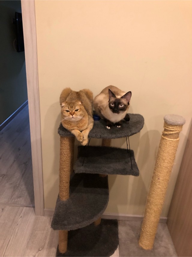 Мой кот