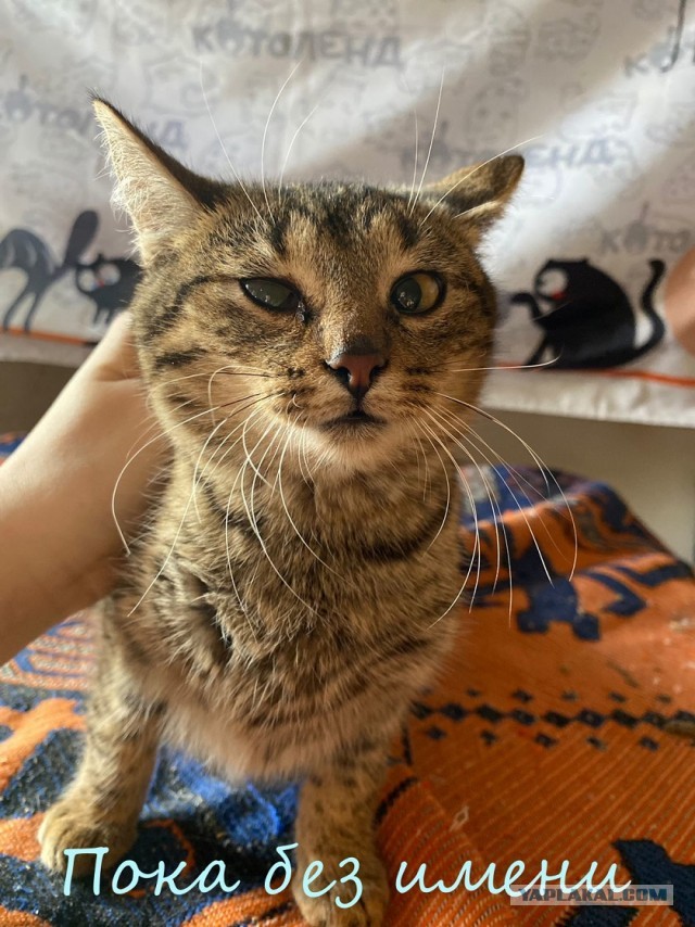 Жизнь домашнего приюта "Котоленд" 374