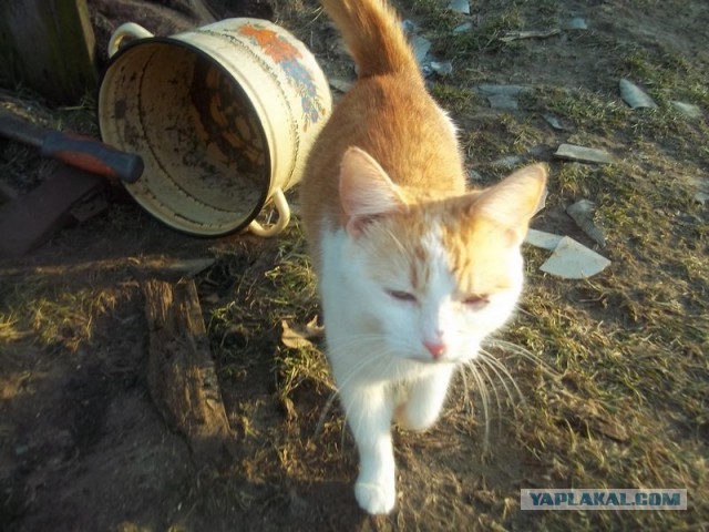 Жизнь домашнего приюта для котеек 438
