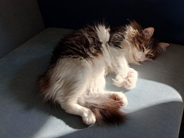 Котовторник