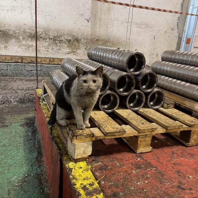 Уважение коту! Сразу видно, что без дела не сидит