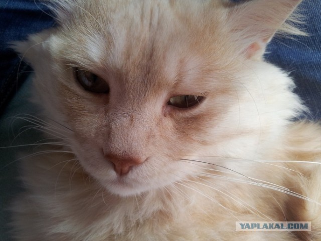 Котовторник 09.04.2013
