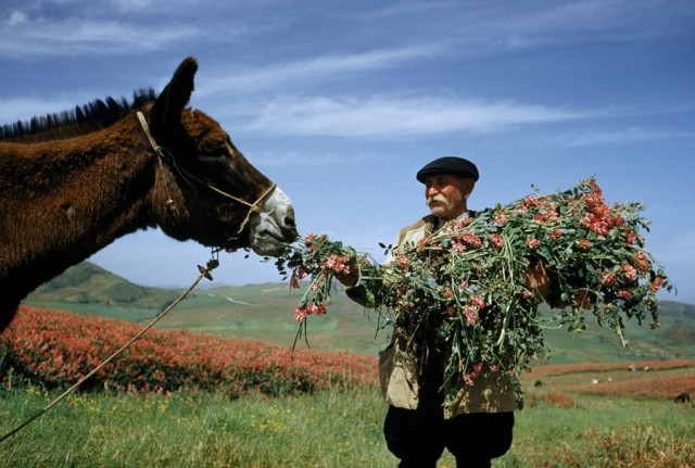 Фотоархив National Geographic: восторг и трепет в фотографиях со всего мира