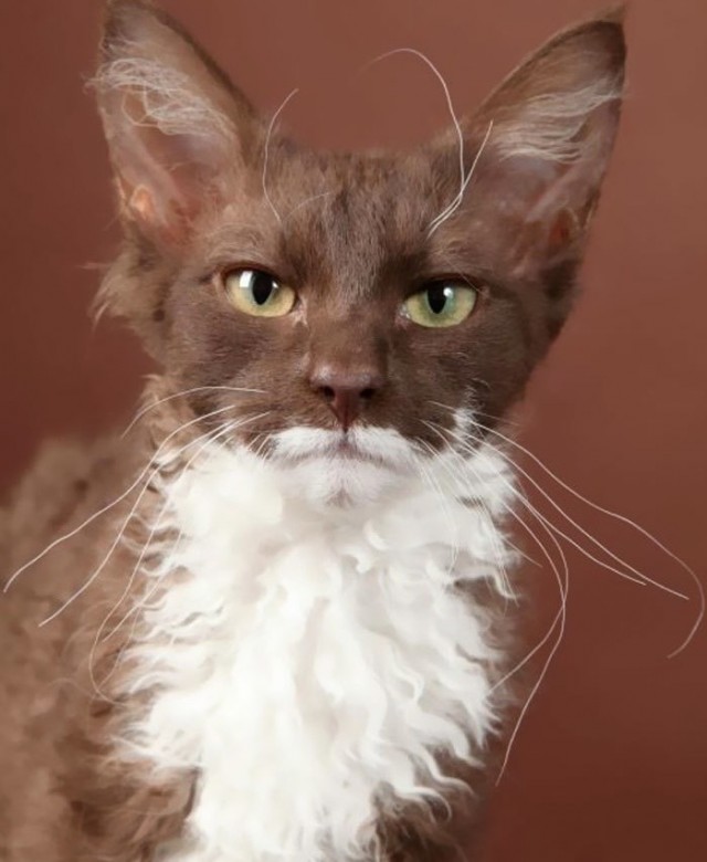 Мой котовторник..