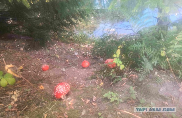 Природа. Урал