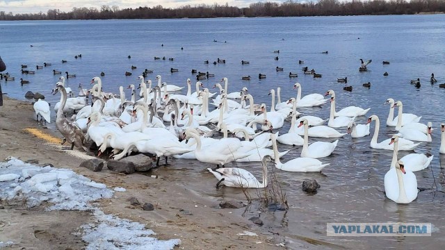 Пора "гулять по воде, гулять по воде, гулять по воде со мной!"©