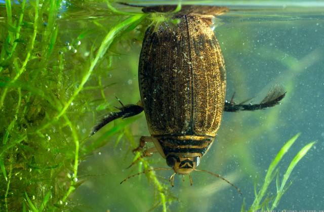 Как избавиться от жука плавунца в пруду?