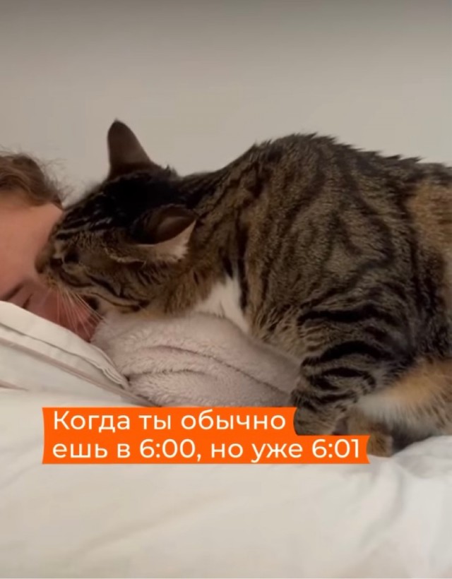 Жертва домашнего Василия