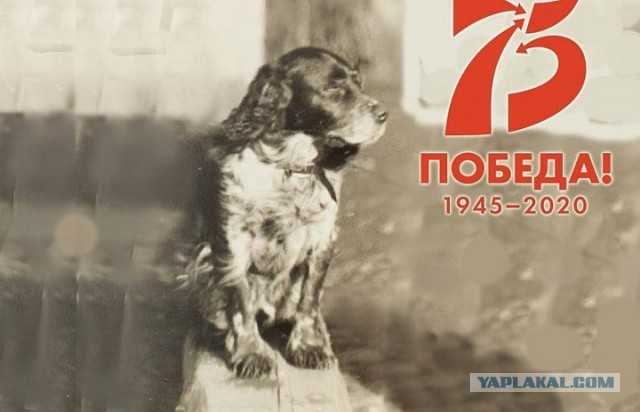 Блокадный пёс Трезор, спасший от голода 16 человек