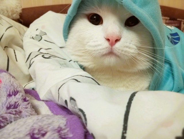 Котовторник 09.04.24
