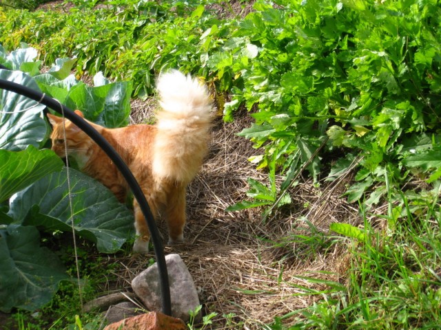 Котовторник 21.05.2013