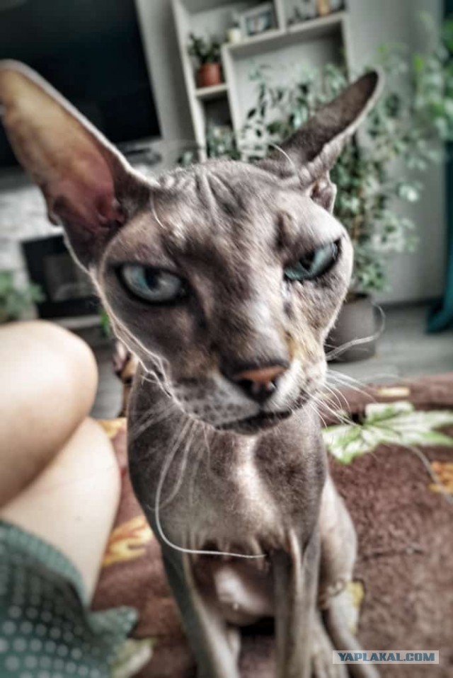 Котовторник!