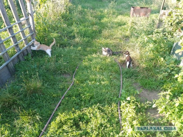 Жизнь домашнего приюта для котеек 507