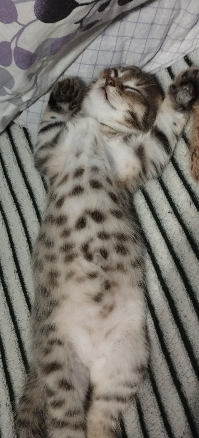 Котовторник, от мала до велика