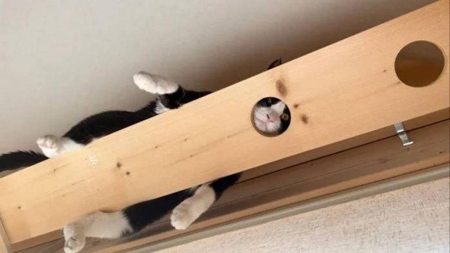 Прикольные морды котов псов к настроению...