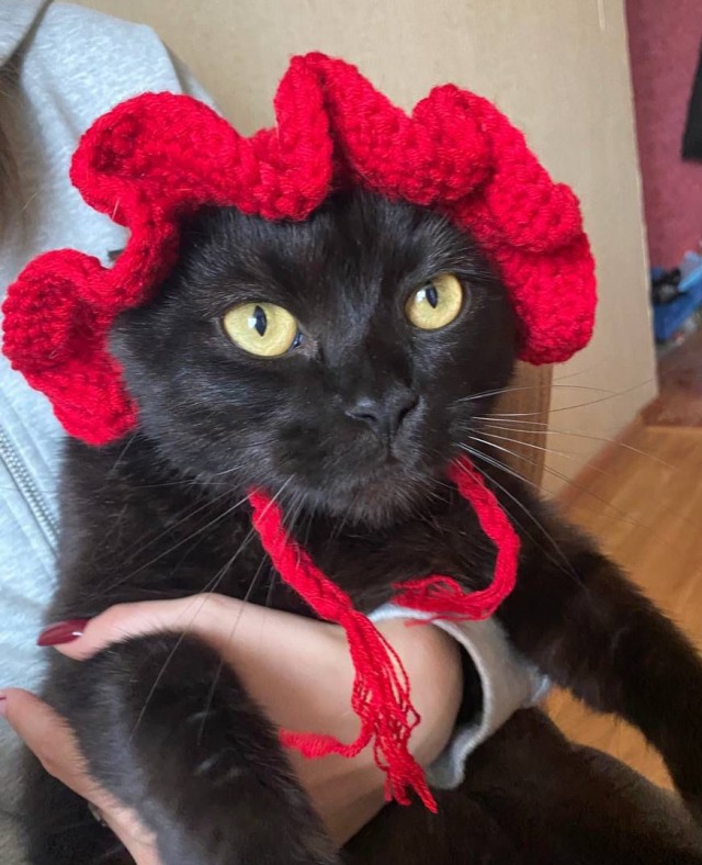 Жизнь с котом в одной картинке