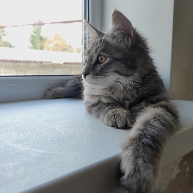 Совпало с котовторником.