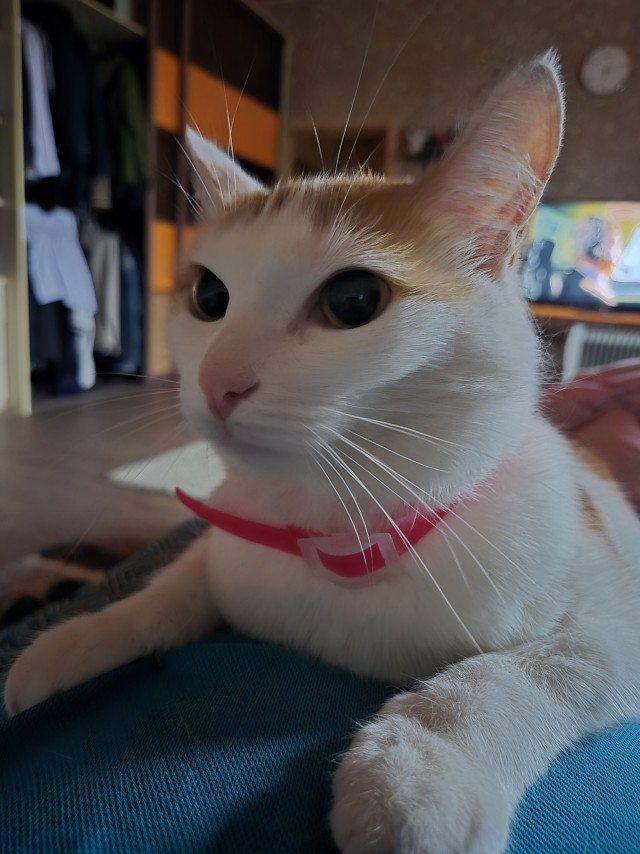 Опять котики..