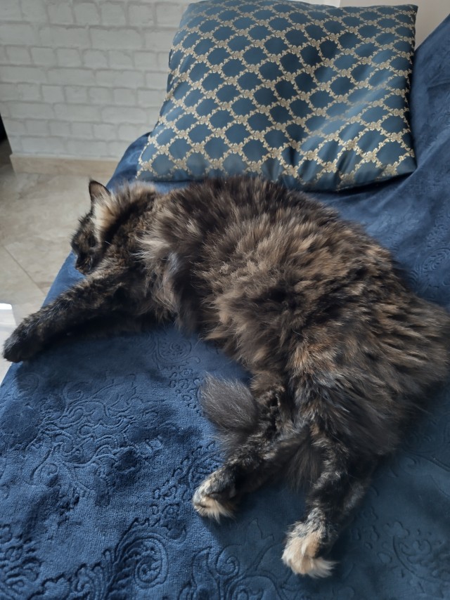 Котовторник