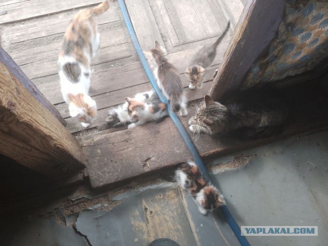 Жизнь домашнего приюта для котеек 547
