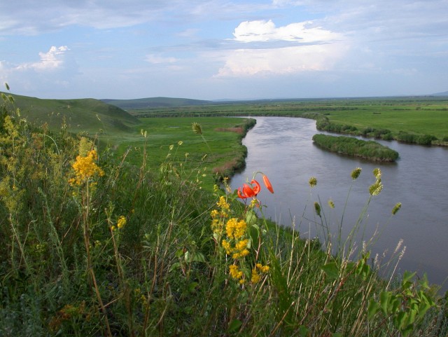 Почему рыба из реки Амур крайне агрессивна в других водоёмах? Чудовища Дальнего Востока