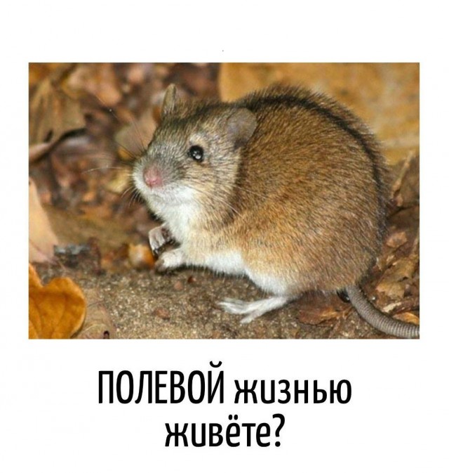 Игра слов в картинках