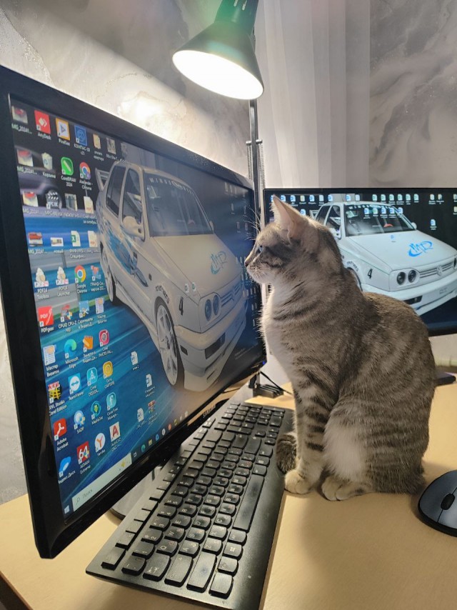 Друзья (котовторник)