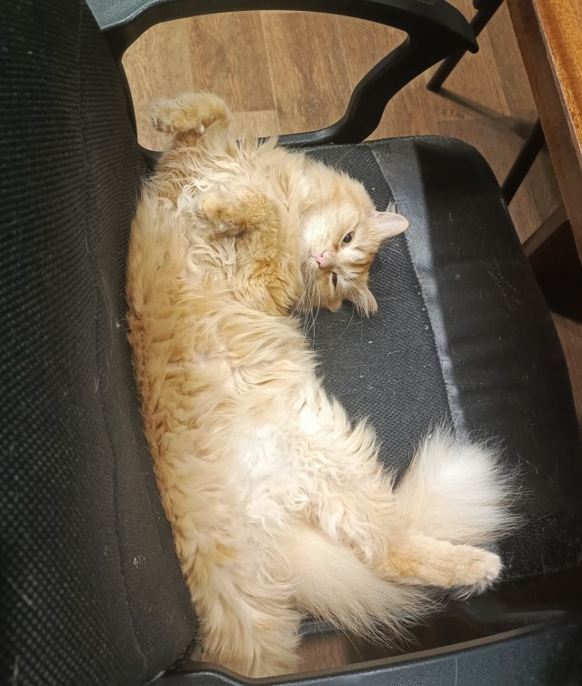 Котофторник жеж
