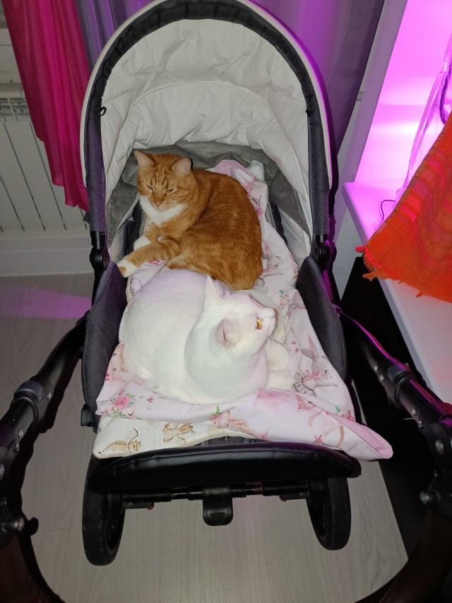 А котовторник уже пришёл?