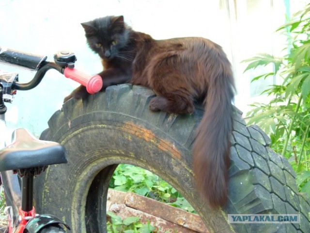 Котовторник 23.07.2013